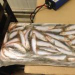 Baltic sprat: calorie content, composition and benefits, description and photo of small fish