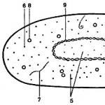 Conceptos básicos de la morfología bacteriana.