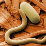 Nematoodid: selle helmintide klassi kirjeldus, nakatumise peamised sümptomid loomade nematoodid