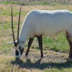 Oryx ili oryx ponekad su pretvrdi čak i za lava