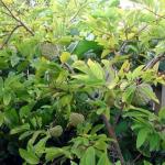 Cómo Cultivar Annona Guanabana en Casa Cultivo a partir de Semillas en Casa