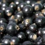 Canned blackcurrants without sugar How to preserve currants in their own juice