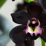 Zašto orhideje sanjaju?