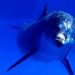 Delfiinidel on kopsud või lõpused