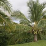 Kookospähklipuu (Cocus nucifera)
