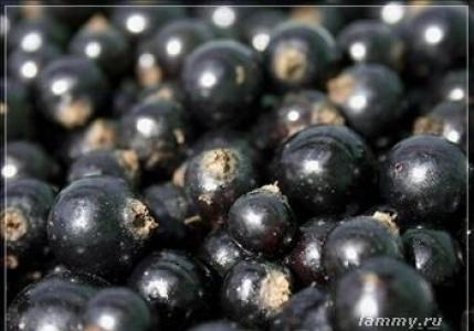 Konserverade svarta vinbär utan socker Hur man konserverar vinbär i sin egen juice