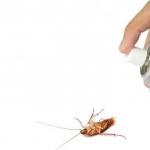 Cómo envenenar cucarachas en un apartamento por su cuenta: una revisión de fondos y preparativos
