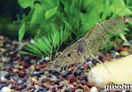 Shrimp - description of varieties with photos;  benefits and harms, composition of shrimp;  how to choose, clean and cook them correctly